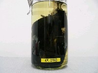 臺灣藍鵲藏品圖，第2張